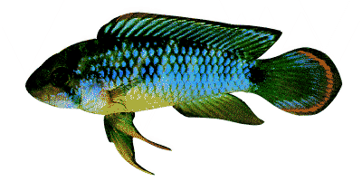 Apistogramma njisseni