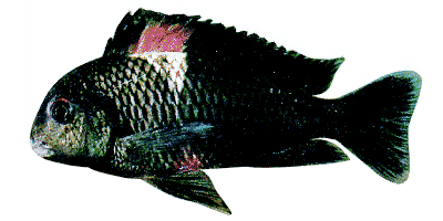 Brabantbuntbarsch