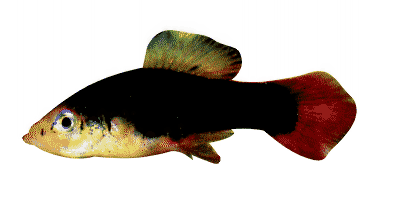 Xiphophorus variatus