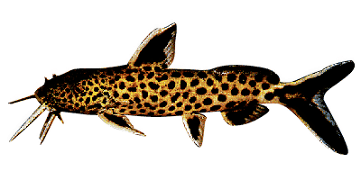 Synodontis petricola