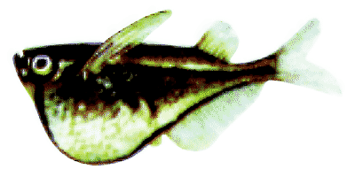 Carnegiella marthae marthae