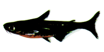 Pangasius sutchi