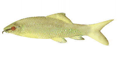 Albino red finned shark