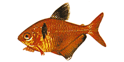 Hyphessobrycon callistus serpae