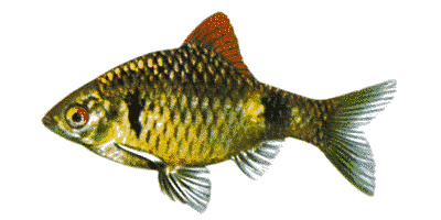 Rubinbarbe, Zweipunktbarbe