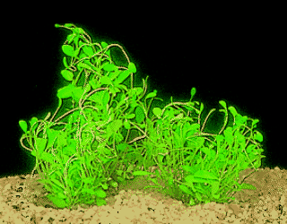 Glossostigma elatinoides