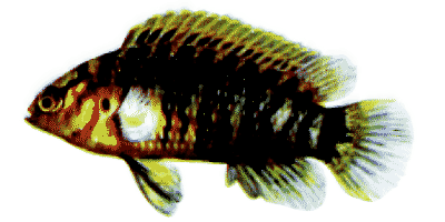 Badis badis