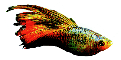 Xiphophorus maculatus