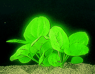 Echinodorus harbig