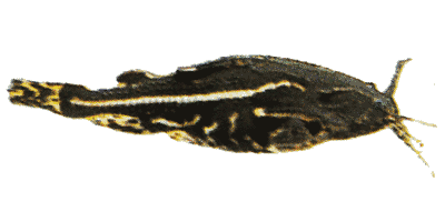 Acanthodoras cataphractus