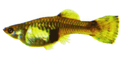 Female Guppy