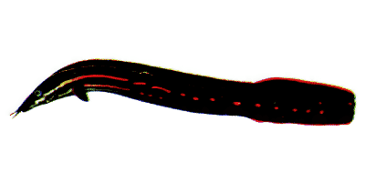 Mastacembelus erythrotaenia
