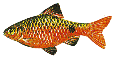 Barbus conchonius