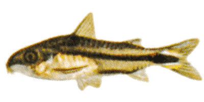 Corydoras hastatus