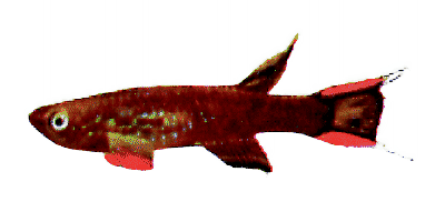 Aphyosemion australe