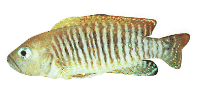 Neolamprologus multifasciatus