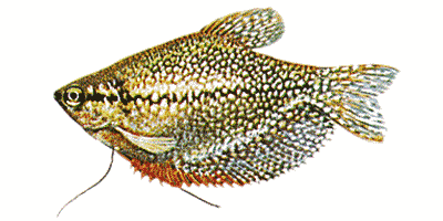 Trichogaster leeri