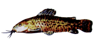 Hoplosternum thoracatum