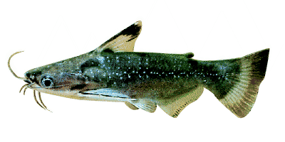Auchenipterichth. Thoracatus