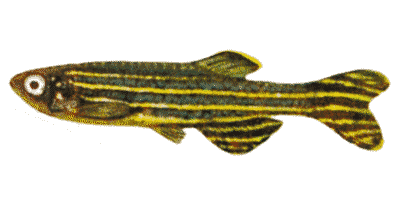 Brachydanio rerio