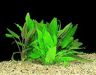 Cryptocoryne wendtii braun