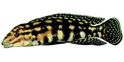 Julidochromis marlieri