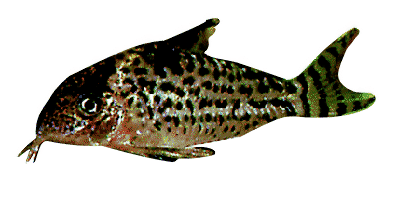 Corydoras agassizii