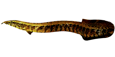 Mastacembelus circumcinctus