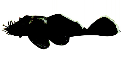 Ancistrus hoplogenys