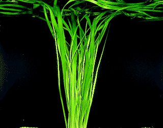 Vallisneria gigantea