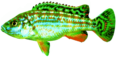 Melanochromis joanjohnsonae