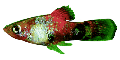 Xiphophorus maculatus