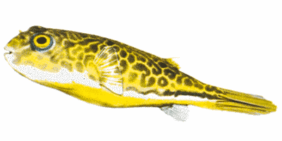 Tetraodon mbu