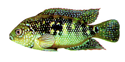 Cichlasoma octofasciatum