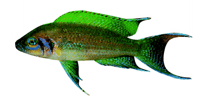 Neolamprologus daffodil