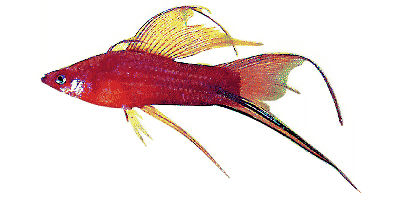 Xiphophorus helleri