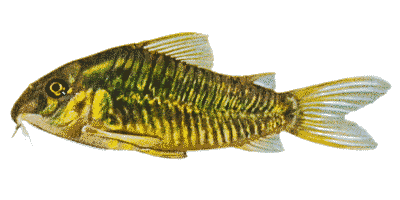 Bronze Corydoras