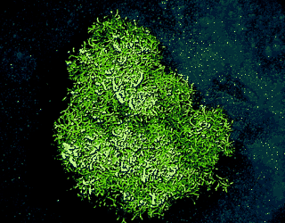 Riccia fluitans