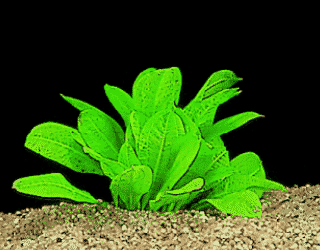 Echinodorus parviflorus `tropica