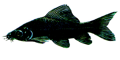 Labeo chrysophekadion