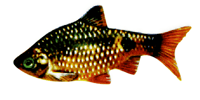 Barbus conchonius