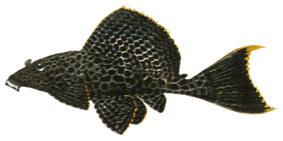 Pterygoplichthys gibbiceps