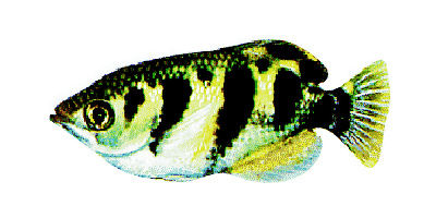 Toxotes jaculatrix