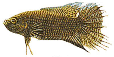 Black Paradise Fish