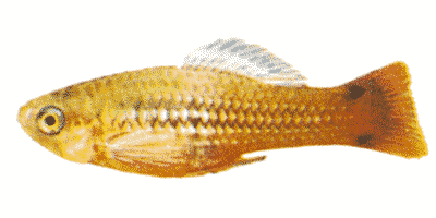 Xiphophorus variatus