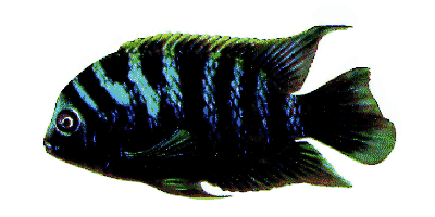 Cichlasoma nigrofasciatum