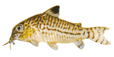 Corydoras julii