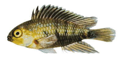 Apistogramma macmasteri