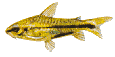 Corydoras pygmaeus
