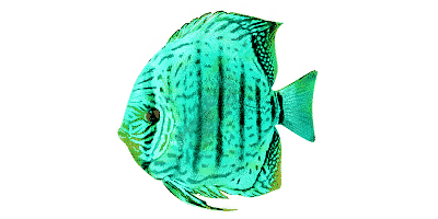 Blauer Diskus